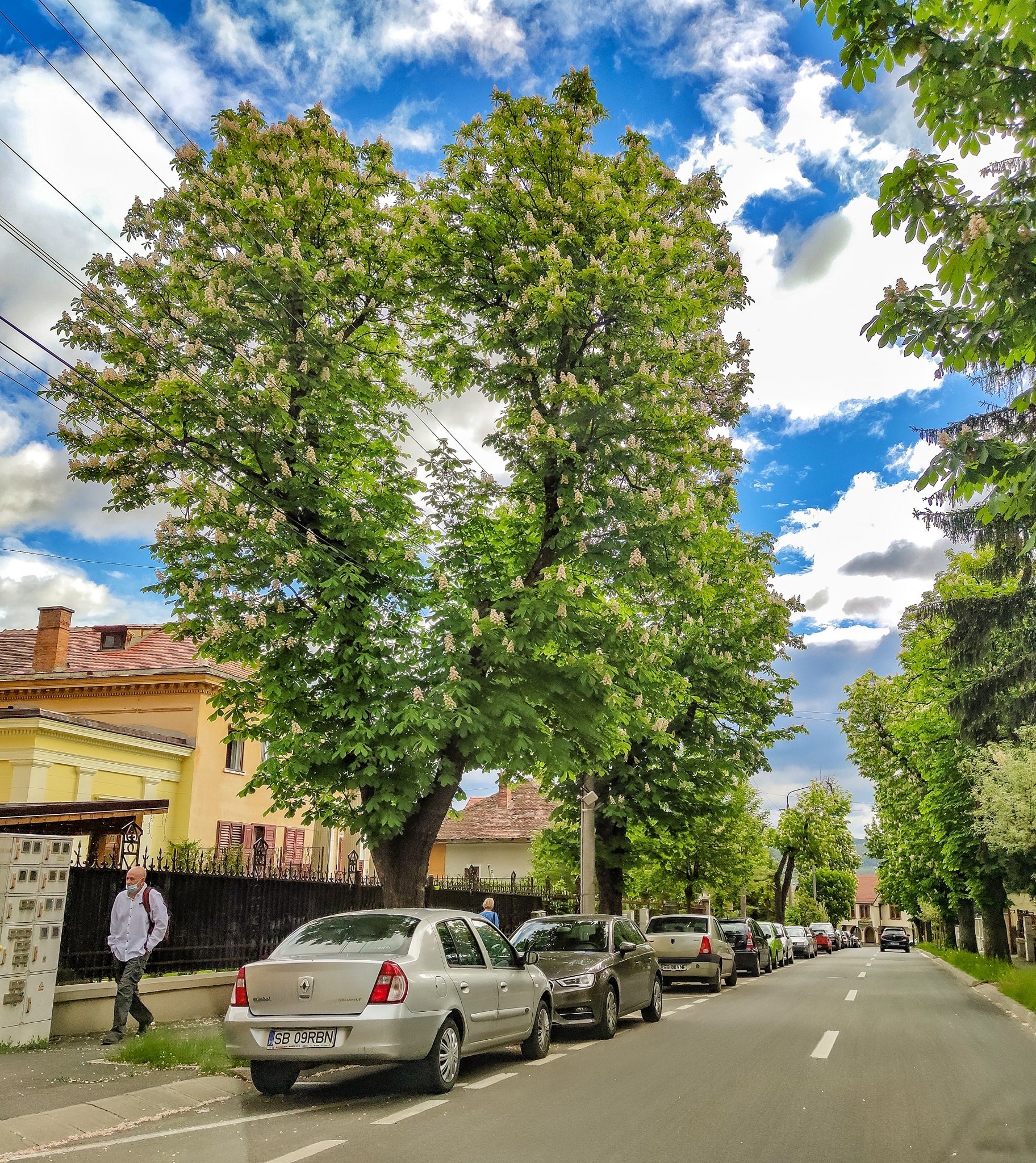Sibiul se mândrește cu cel mai frumos castan | „Inima a înverzit in nou”