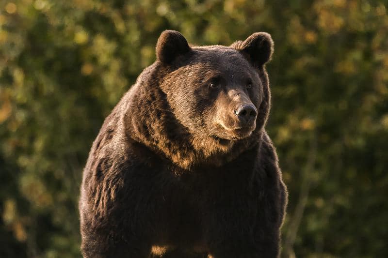 Nicu Ștefănuț: Ursul Arthur este un nou exemplu că, pentru bani, în România se închid ochii la reguli.