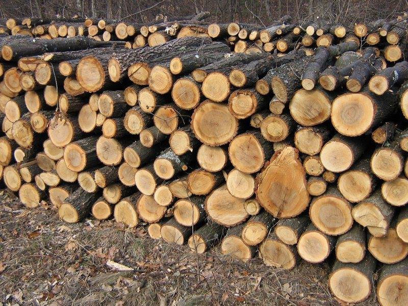 Primăria Comunei Șura Mare - compartiment agricol primește cereri pentru lemne