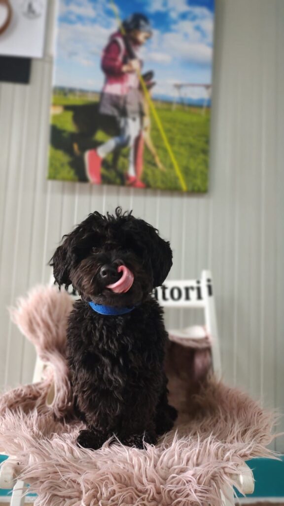 Adulmecătorii se alătură marii famili Animal Life, oferind ședințe gratuite de dresaj pentru „părinții” adoptivi de patrupezi
