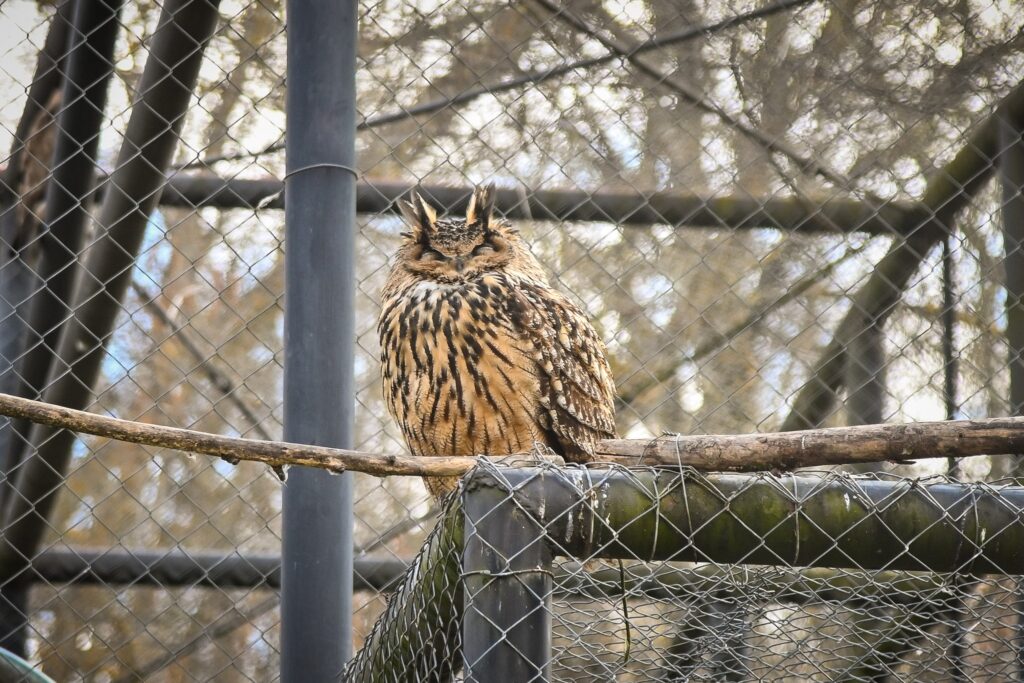 Grădina Zoologică Sibiu a devenit ”acasă” pentru încă două animale