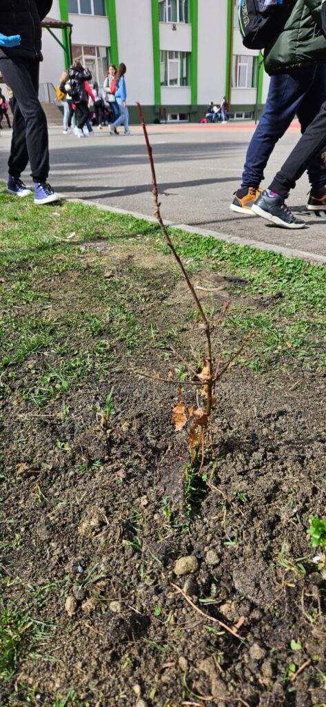 Asociația Aer Liber împreună cu elevii Liceului Teoretic Constantin Noica au plantat cu succes puieții de arbori donați de către Direcția Silvică Sibiu