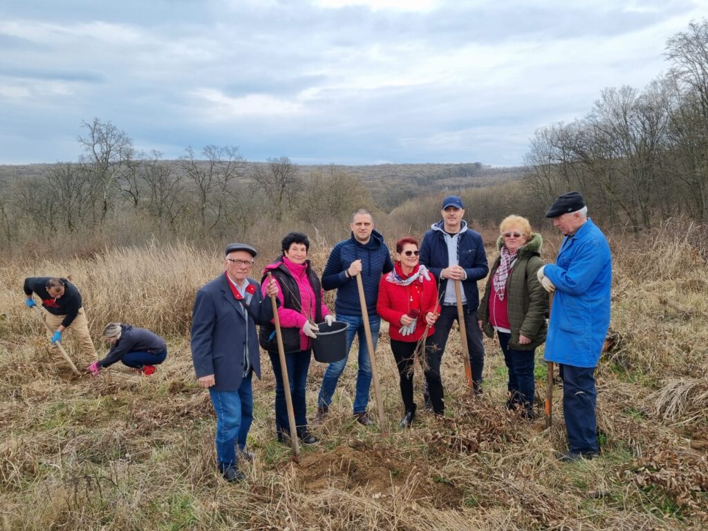 Organizația PSD Sibiu a plantat 1.500 de puieți din speciile paltin de munte și gorun