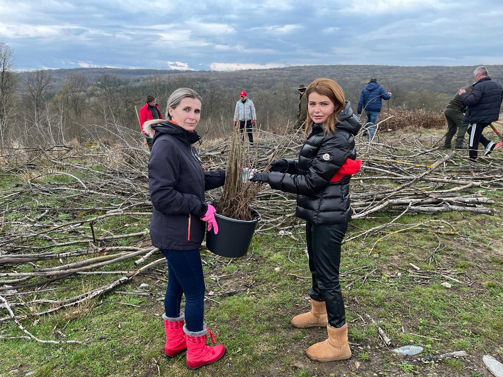 Organizația PSD Sibiu a plantat 1.500 de puieți din speciile paltin de munte și gorun
