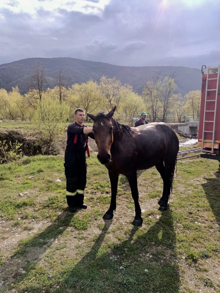 Orice viață contează! Cal salvat de pompierii sibieni din mijlocul unui lac