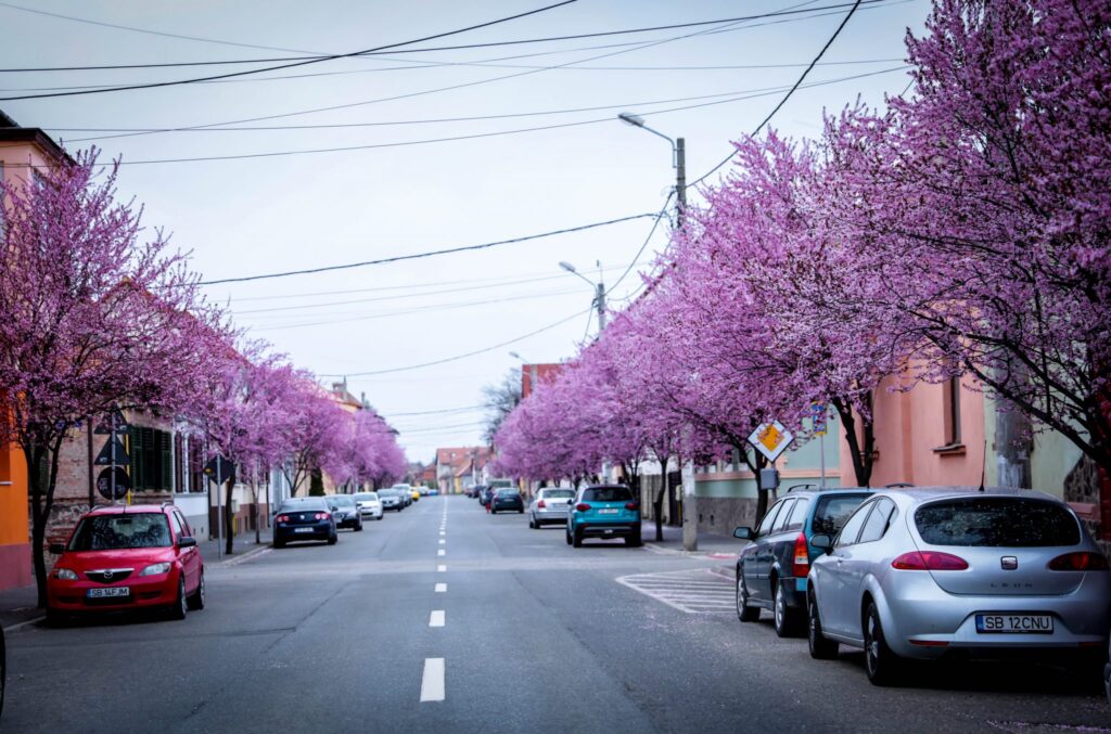 Foto / Cea mai colorată stradă din Sibiu a „prins” viață