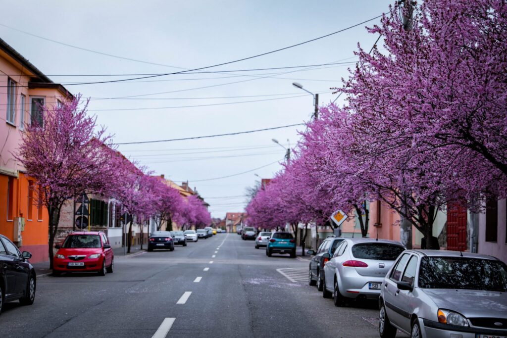 Foto / Cea mai colorată stradă din Sibiu a „prins” viață