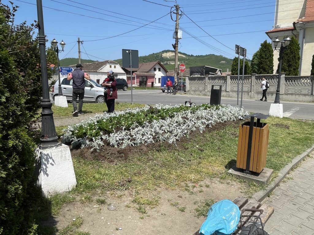 FOTO - Copșa Mică prinde culoare! Sute de flori, plantate în oraș