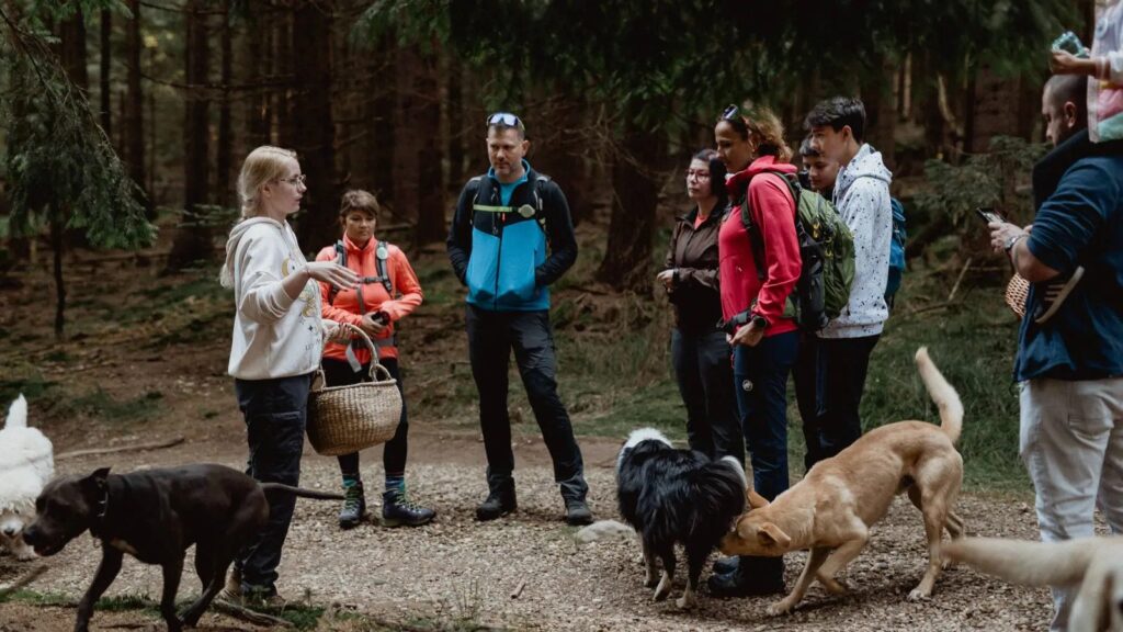 Prin Programul Anii Drumeției puteți lua parte la o sesiunea de foraging în pădure pentru plante și ciuperci alimentare