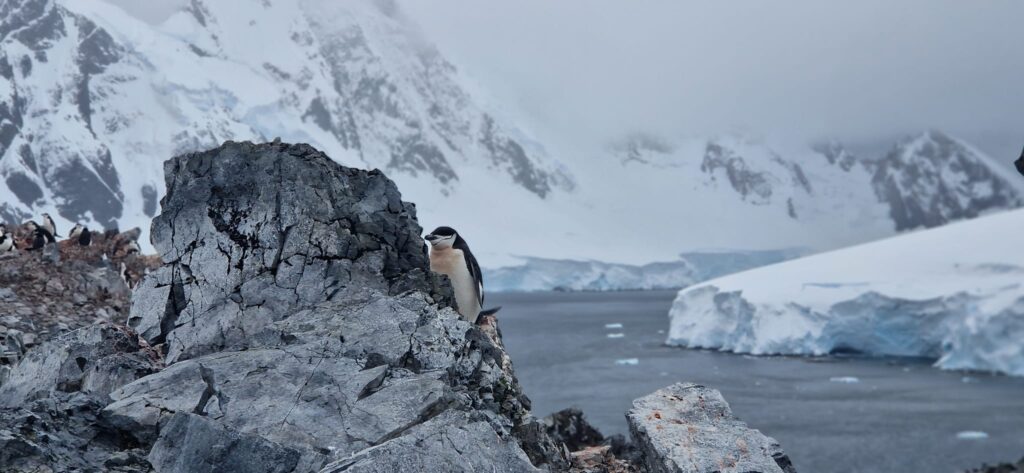 VIDEO - Adrian Bibu a pornit pe urmele lui Emil Racoviță și a ajuns în Antarctica