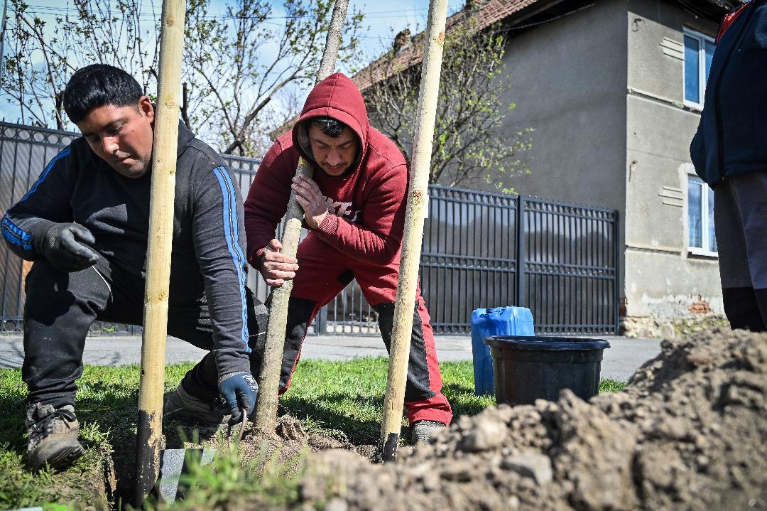 Plantările de primăvară sunt în curs în Sibiu