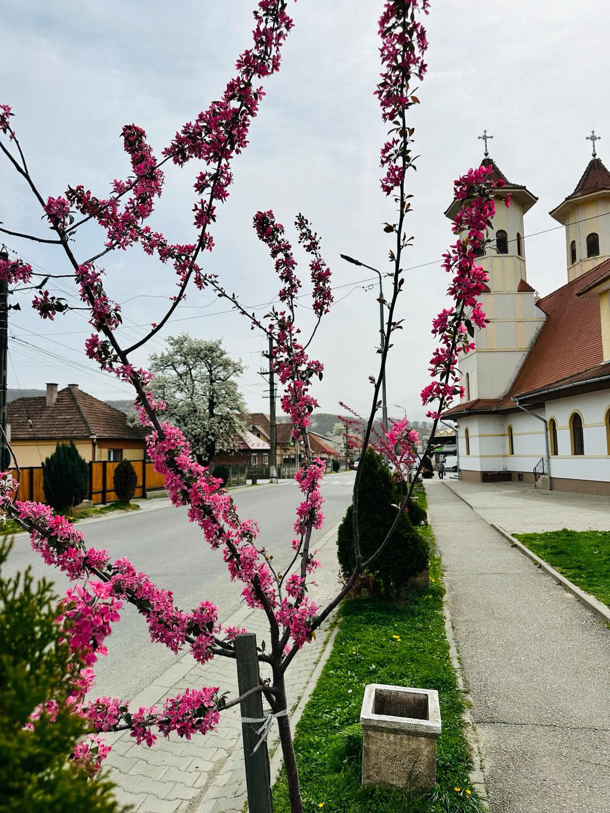 Au înflorit cireşii... Au înflorit cireşii, O, Doamne, ce splendoare! Şi-au pus hlamide albe, Brodate-n roz de soare. Sărută cerul floarea, Când vântul o răsfiră Şi se cunună zarea, Iar fluturii conspiră. E-atâta frumuseţe La nunta de petale, Dar simt cumva tristeţe Când văd, cum ramuri goale, Umile-ngenunchează Tot sărutând pământul Şi tremură a groază Când rău, nechează vântul. Ne-asemănăm cu ei În mândra tinereţe, Pe trupuri ca de zei, Veşminte îndrăzneţe. În florile dorinţei Stamine de candoare Iar arşiţa fiinţei Prea mult risipitoare. Vâltoarea vieţii fură Toţi anii plini de floare Şi soarta nu se-ndură... Amară întomnare! Cireşi prin anotimpuri Cu zbucium în rafale, Lăsăm în urmă muguri Cu seve-adânci, vitale. Vor înflori-n lumină Şi ne vor da de ştire, C-adânca rădăcină Trăieşte întru 'nnoire! Angelina Nădejde -- versuri din vol. Sunt un alt anotimp